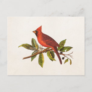 Cartão Postal Ilustração das aves cardinais Vintage - década 