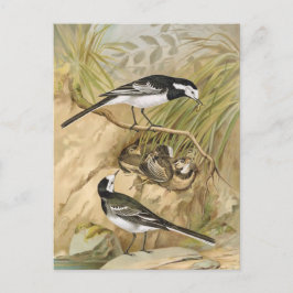 Cartão Postal Ilustração das aves da Vintage de Wagtail pied