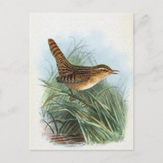 Cartão Postal Ilustração das aves da Vintage Wren Sedge