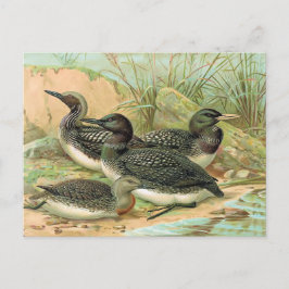 Cartão Postal Ilustração das aves de coleção
