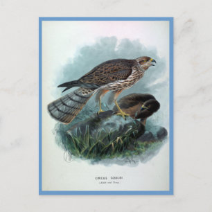 Cartão Postal Ilustração das aves de Harrier Vintage da Nova Z