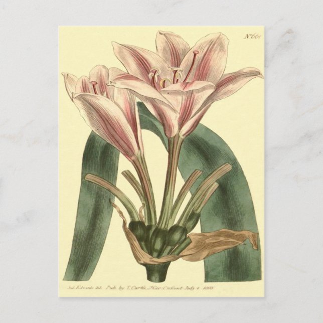 Cartão Postal Ilustração de Amaryllis com folhas longas (Frente)