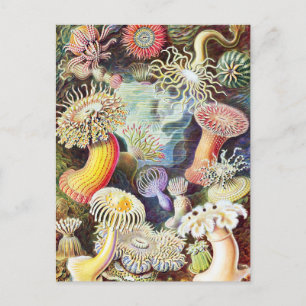 Cartão Postal Ilustração de anêmonas do mar por Ernst Haeckel