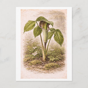Cartão Postal Ilustração de Arisaema ao Estilo Vintage