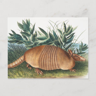 Cartão Postal Ilustração de Armadillo (Dasypus Peba) com nove fa