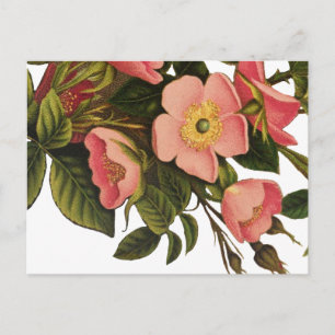 Cartão Postal Ilustração de Arte de Flor Rosa antiga