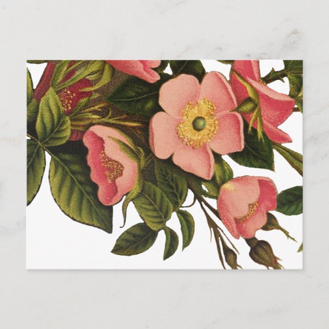 Cartão Postal Ilustração de Arte de Flor Rosa antiga (Frente)