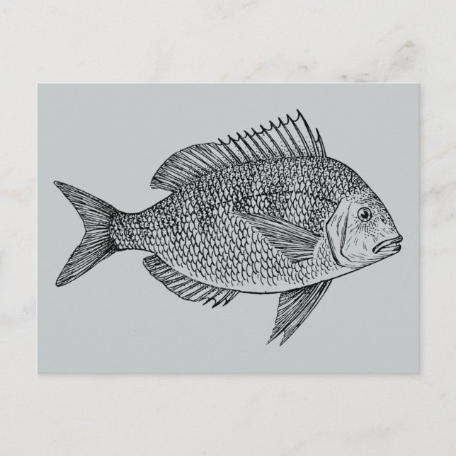 Cartão Postal Ilustração de arte marinha náutica de peixes de vi (Frente)