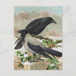 Cartão Postal Ilustração de Aves Vintage