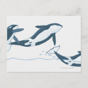 Cartão Postal Ilustração de Baleias Assassinas (Orcinus orca)