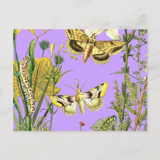 Cartão Postal Ilustração de Borboleta Botânica Floral (Frente)