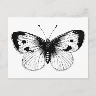 Cartão Postal Ilustração de Borboleta da Couve Branca Vintage