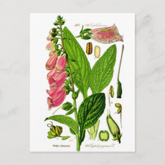 Cartão Postal Ilustração de Botânica Foxglove (Digitalis purpure
