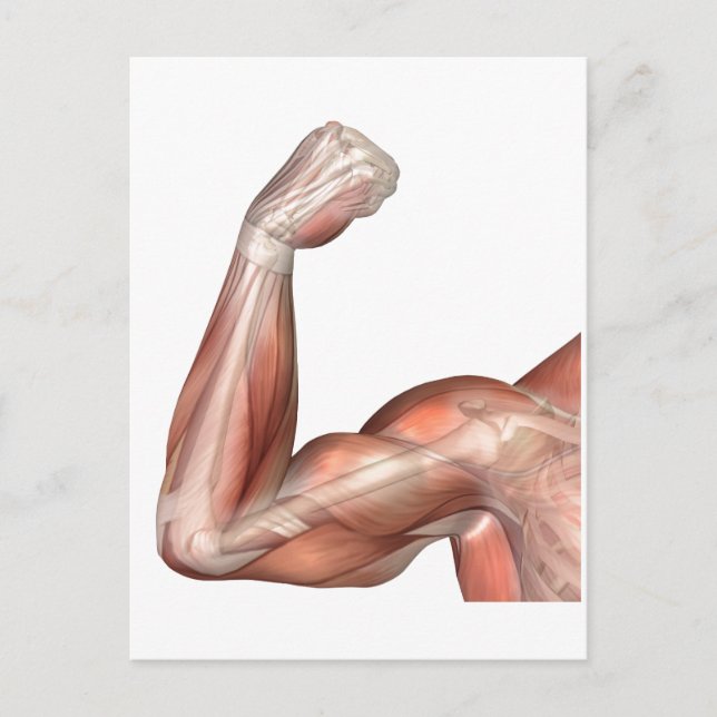 Cartão Postal Ilustração De Braço Flexo Mostrando Bicep Humano (Frente)