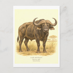 Cartão Postal Ilustração de Búfalo do Cabo em Estilo Vintage