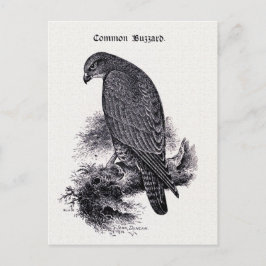 Cartão Postal Ilustração de "Buzzard Comum"