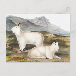 Cartão Postal Ilustração de Cabra de Montanha Rochosa (America
