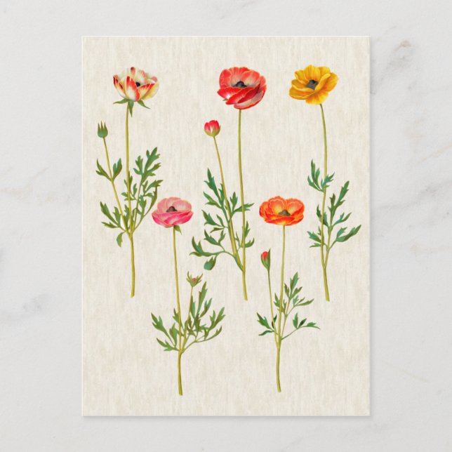 Cartão Postal Ilustração de Calendário Botânico Vintage (Frente)