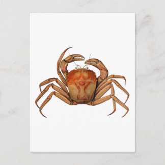 Cartão Postal Ilustração de Caranguejo Vintage