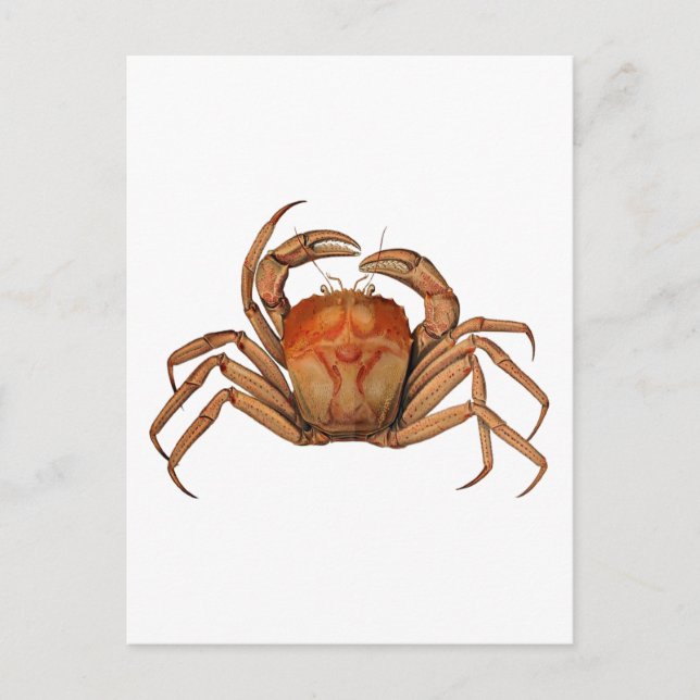 Cartão Postal Ilustração de Caranguejo Vintage (Frente)