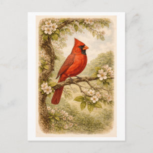 Cartão Postal Ilustração de Cardinal Macho em Estilo Vintage