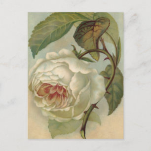Cartão Postal Ilustração de cartão-postal da rosa vitoriana