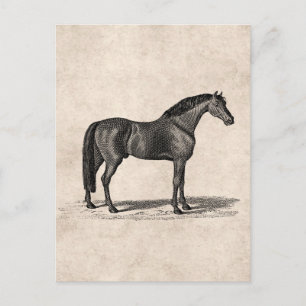 Cartão Postal Ilustração de Cavalo Árabe da década de 1800 -