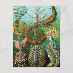 Cartão Postal Ilustração de Chaetopoda por Ernst Haeckel