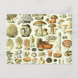Cartão Postal Ilustração de Ciências Mushroom - Vintage Bontanic