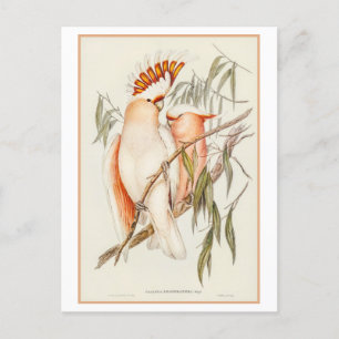 Cartão Postal Ilustração de Cockatoo de Leadbeater por Gould