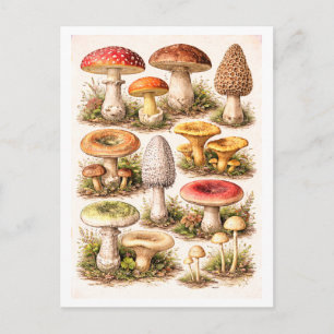Cartão Postal Ilustração de Cogumelo em Estilo Vintage