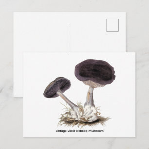 Cartão Postal Ilustração de cogumelo vintage violeta webcap