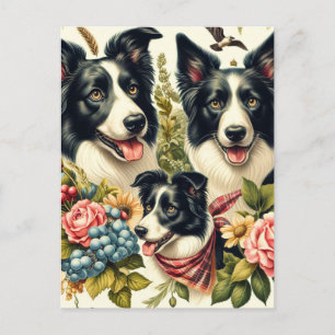 Cartão Postal Ilustração de Collie de Borda Vintage
