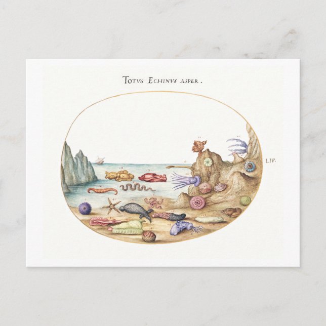 Cartão Postal Ilustração de Criaturas do Mar (Frente)