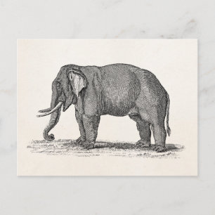 Cartão Postal Ilustração de Elefante da Vintage da década de 