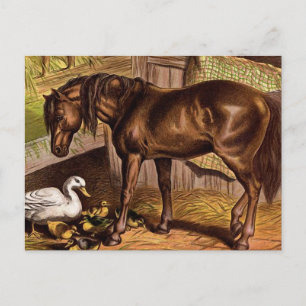 Cartão Postal Ilustração de enxertos e cavalos
