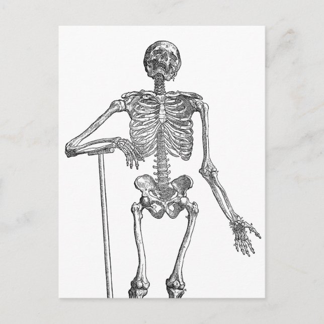 Cartão Postal Ilustração de Esqueleto Cavando (Frente)