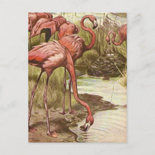 Cartão Postal Ilustração de Flamingo Vintage