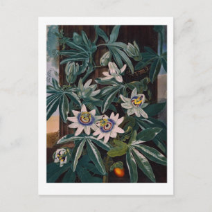 Cartão Postal Ilustração de Flor de Vintage