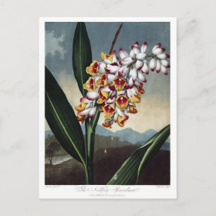 Cartão Postal Ilustração de Flor de Vintage