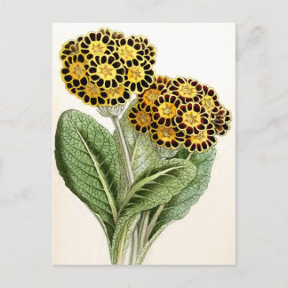 Cartão Postal Ilustração de Flor "Polyanthus"