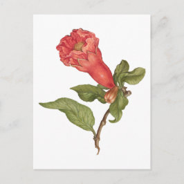 Cartão Postal Ilustração de floração florescente de romã de safr