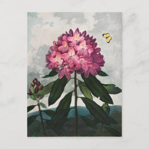 Cartão Postal Ilustração de Flores Vintage