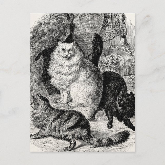 Cartão Postal Ilustração de Gatos Persianos do Gato de Ângora 18 (Frente)