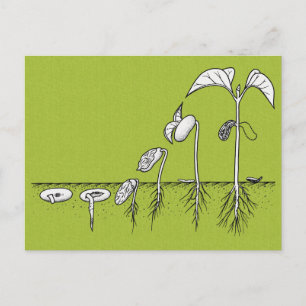 Cartão Postal Ilustração de Germinação de Plantas