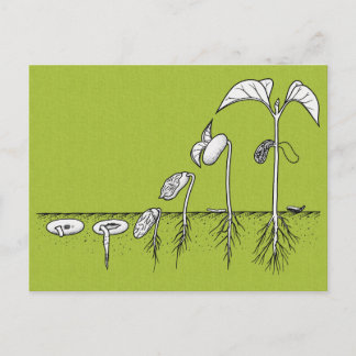 Cartão Postal Ilustração de Germinação de Plantas