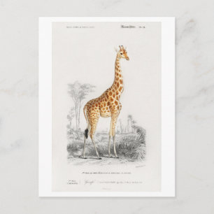 Cartão Postal Ilustração de girafa (Giraffa camelopardalis) 