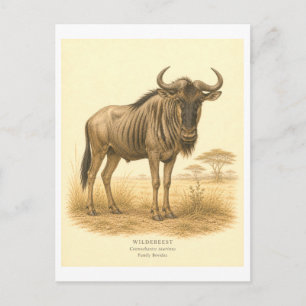 Cartão Postal Ilustração de Gnus ao Estilo Vintage