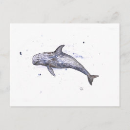 Cartão Postal Ilustração de golfinho Risso