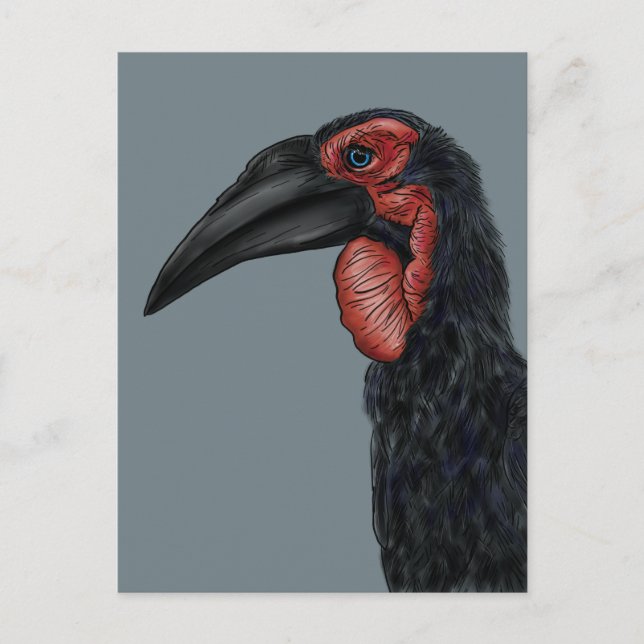 Cartão Postal Ilustração de Hornbill do Sul (Frente)